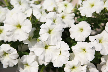 White petunias closeup