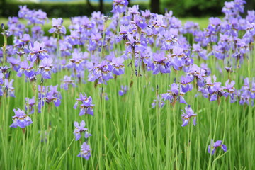 Obraz premium Blue iris flowers in the garden