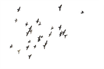 Flocks of flying pigeons isolated on white background. Clipping path.