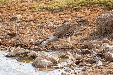 Kori bustard (Ardeotis kori) drinking at a waterhole in a 