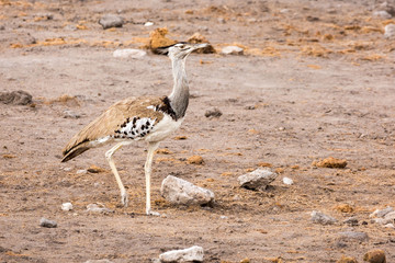 Walking Kori bustard (Ardeotis kori), Namibia