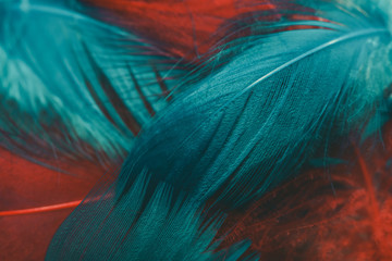 Close up Beautiful red and Aqua Menthe Bird feather pattern background for design texture. Macro photography view.