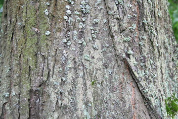 Tree bark texture 