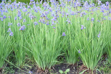 Blue iris flowers in the garden