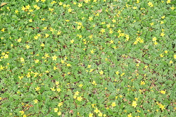 Green leaves background 