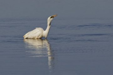Silberreiher