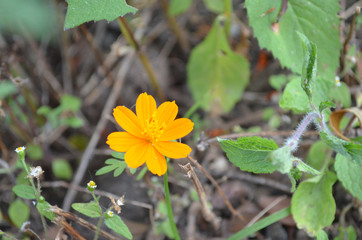 Natural Beautiful Flower in Garden