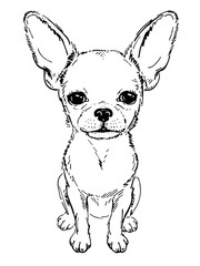 Cute chihuahua sketch