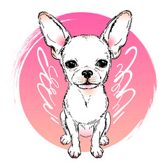  Cute chihuahua with angel wings - obrazy, fototapety, plakaty