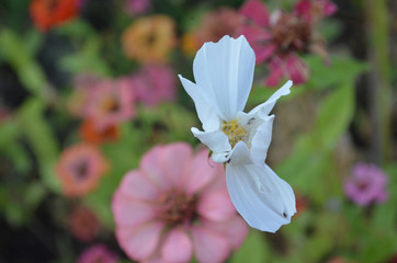 Natural Beautiful Flower in Garden