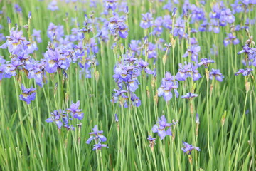 Obraz na płótnie Canvas Blue iris flowers in the garden