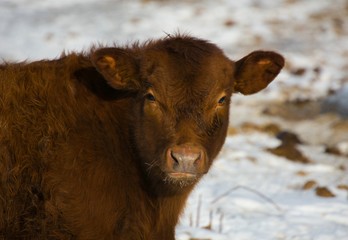 Fototapeta na wymiar Boeuf d'élevage dans une ferme canadienne
