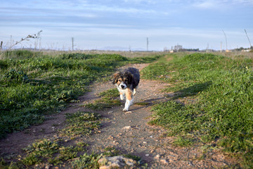 Dog