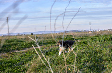 Dog