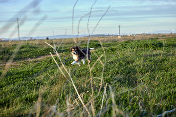 Dog