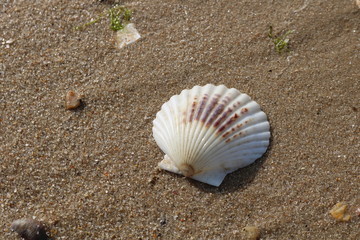 Fototapeta na wymiar Scallop seashells and pebbles on a sandy coastal shoreline beach