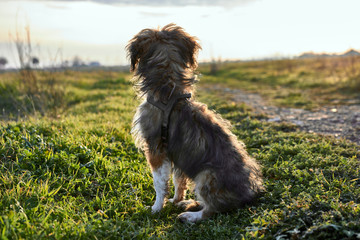 Dog