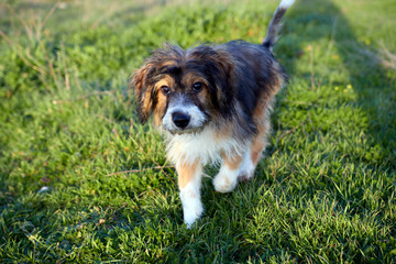Dog