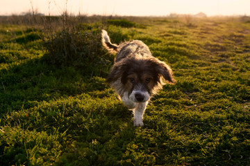 Dog