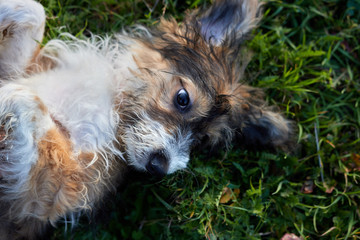 Dog