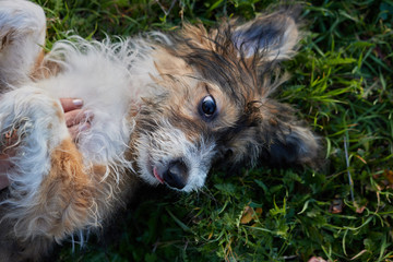 Dog