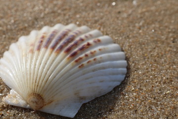 Scallop seashells and pebbles on a sandy coastal shoreline beach