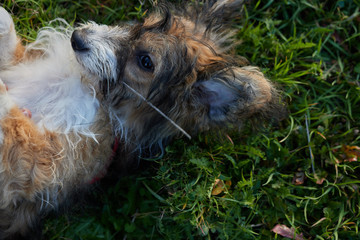 Dog