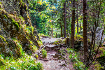 Fototapeta premium Forest trail to the Śnieznik Mountain, Poland