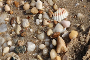 Scallop seashells and pebbles on a sandy coastal shoreline beach