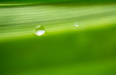 blur dew water drop on green leaves background