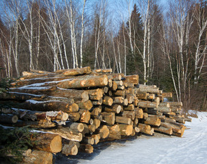 Billes de bois d'érable en forêt canadienne