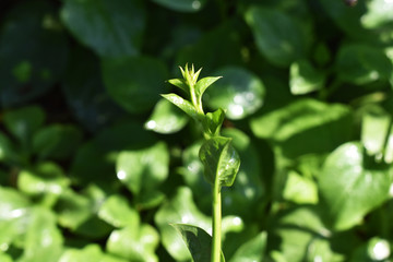 Basella alba is an edible perennial vine in the family Basellaceae. It is found in tropical Asia and Africa where it is widely used as leaf vegetable. Bachchali aku & Bachchali kura in telugu language © Sakee