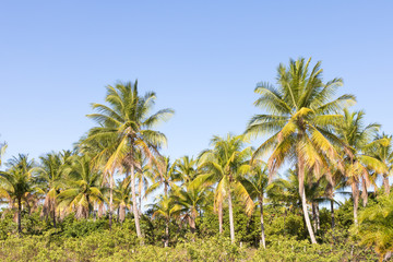 Fototapeta na wymiar Landscape view of coconut palms and beautiful blue sky in Bahia beach, Brazil.
