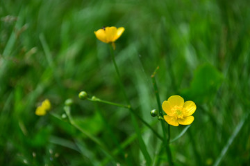 Obraz premium Mountain flower