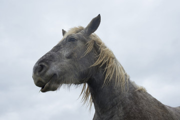 Fototapeta premium horse, cheval