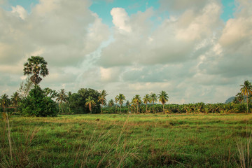 View of Grassland and tall palm trees with beautiful sky