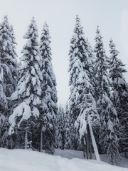 Winter forest scenery. Forest edge with an opening between snow covered spruce trees. In the foreground snow on the ground and one tree leaning towards the clearing. Tromso, Norway.