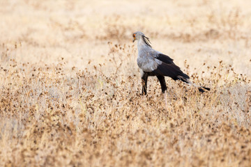 Secretarybird (Sagittarius serpentarius) walking through grassland, Namibia