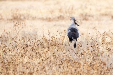 Secretarybird (Sagittarius serpentarius) walking through grassland, Namibia