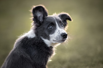 young gray and white border collie puppy portrait outdoors