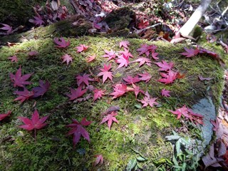 flowers in the garden