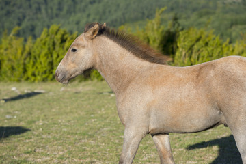 France. Poulain beige dans un pré. Beige foal in a meadow