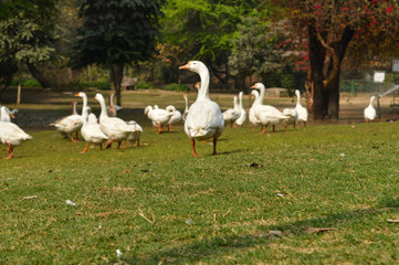 A bunch of white color duck walking,roaming around at garden, lawn at winter foggy morning.