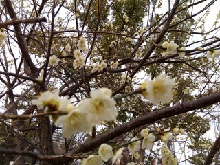 white flowers in spring