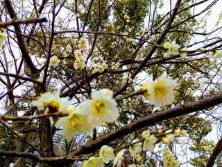yellow flowers in spring