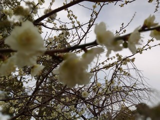 branches of tree in spring