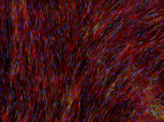 Real fluorescence microscopic view of human cells - human lung fibroblasts