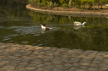 A pair of white color ducks swimming,drinking,walking,roaming around near by pond at garden, lawn at winter foggy morning.