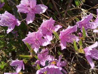 pink flowers in the garden