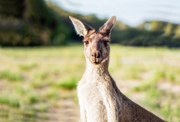 Kangaroo looking at camera